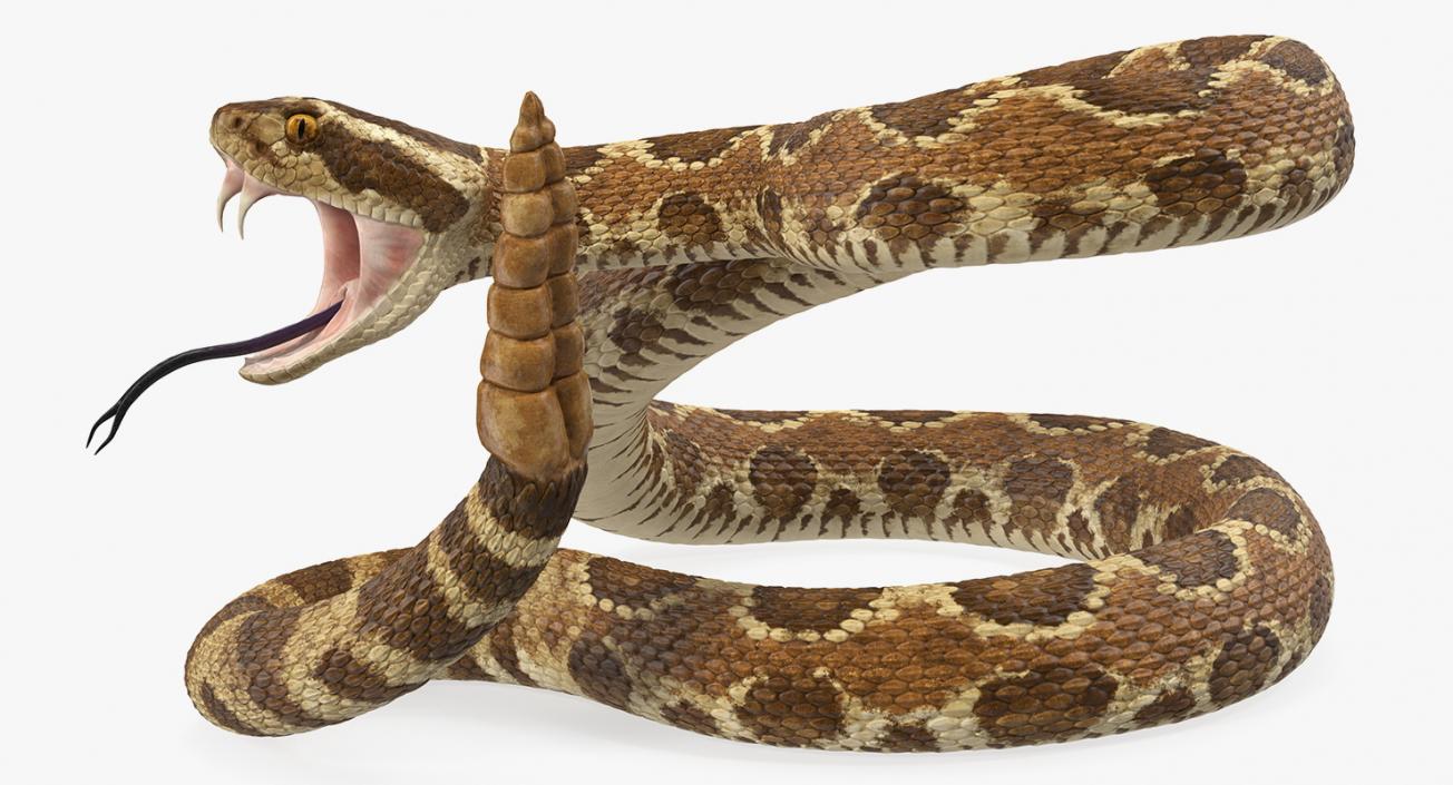 Light Rattlesnake Attack Pose 3D model
