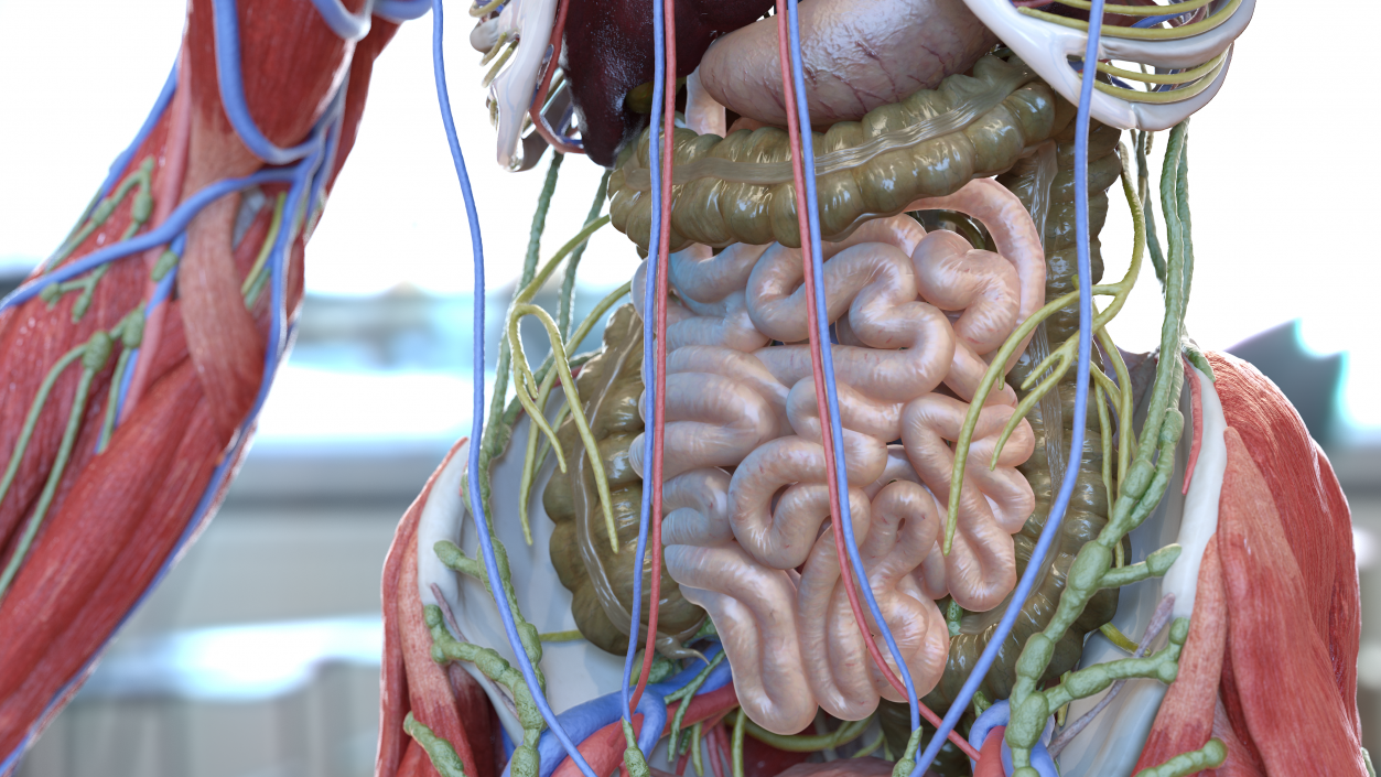 Human Small Intestines and Colon 3D