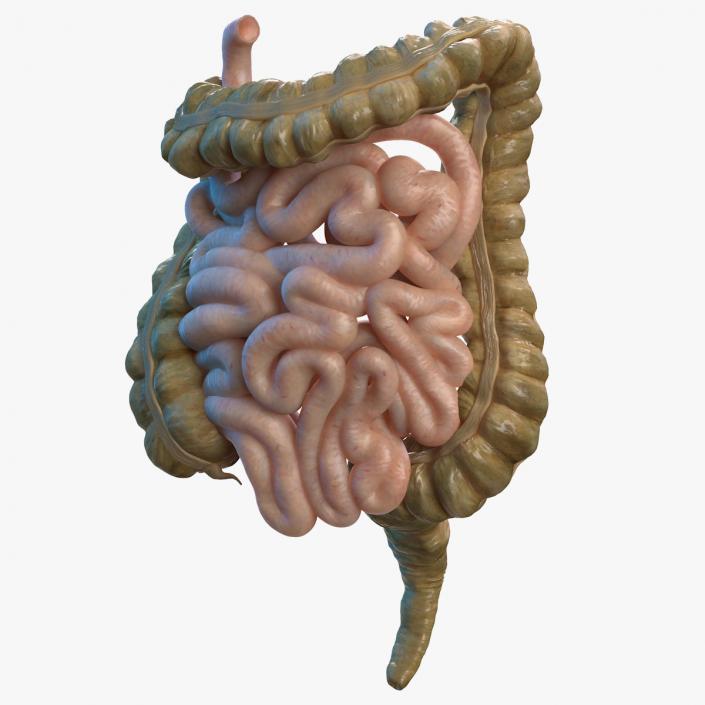 Human Small Intestines and Colon 3D