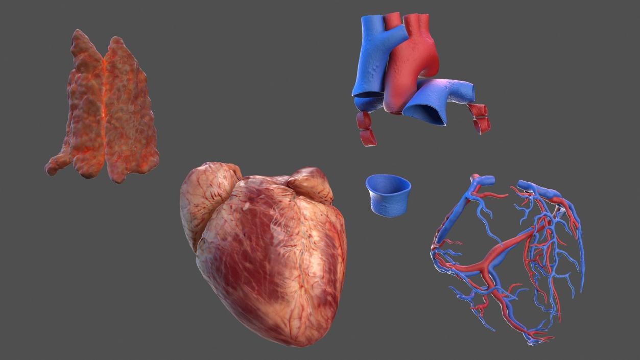 Human Heart and Thymus 3D