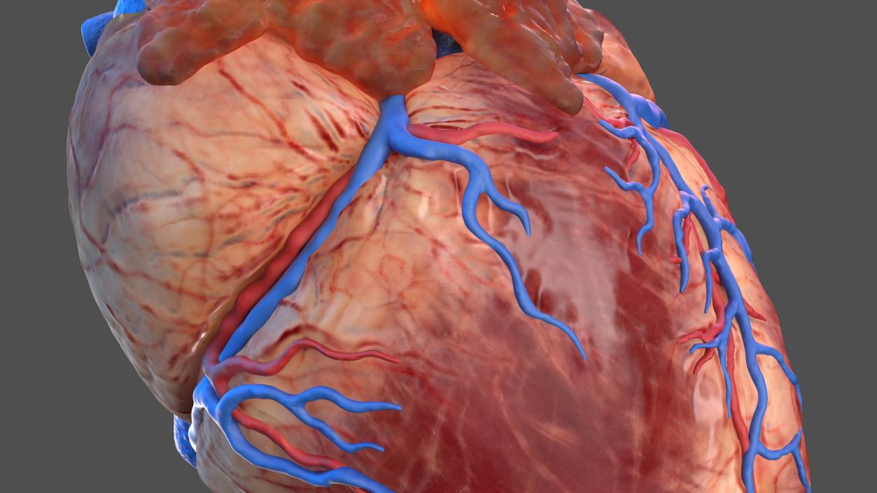 Human Heart and Thymus 3D