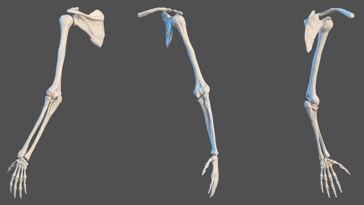 3D Human Arm Skeleton model