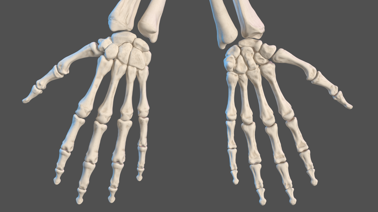 3D Human Arm Skeleton model