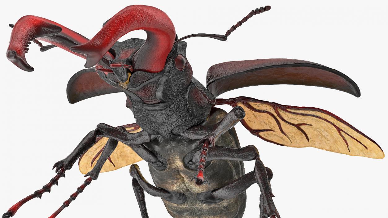 Lucanus Cervus Stag Beetle Fur Rigged 3D