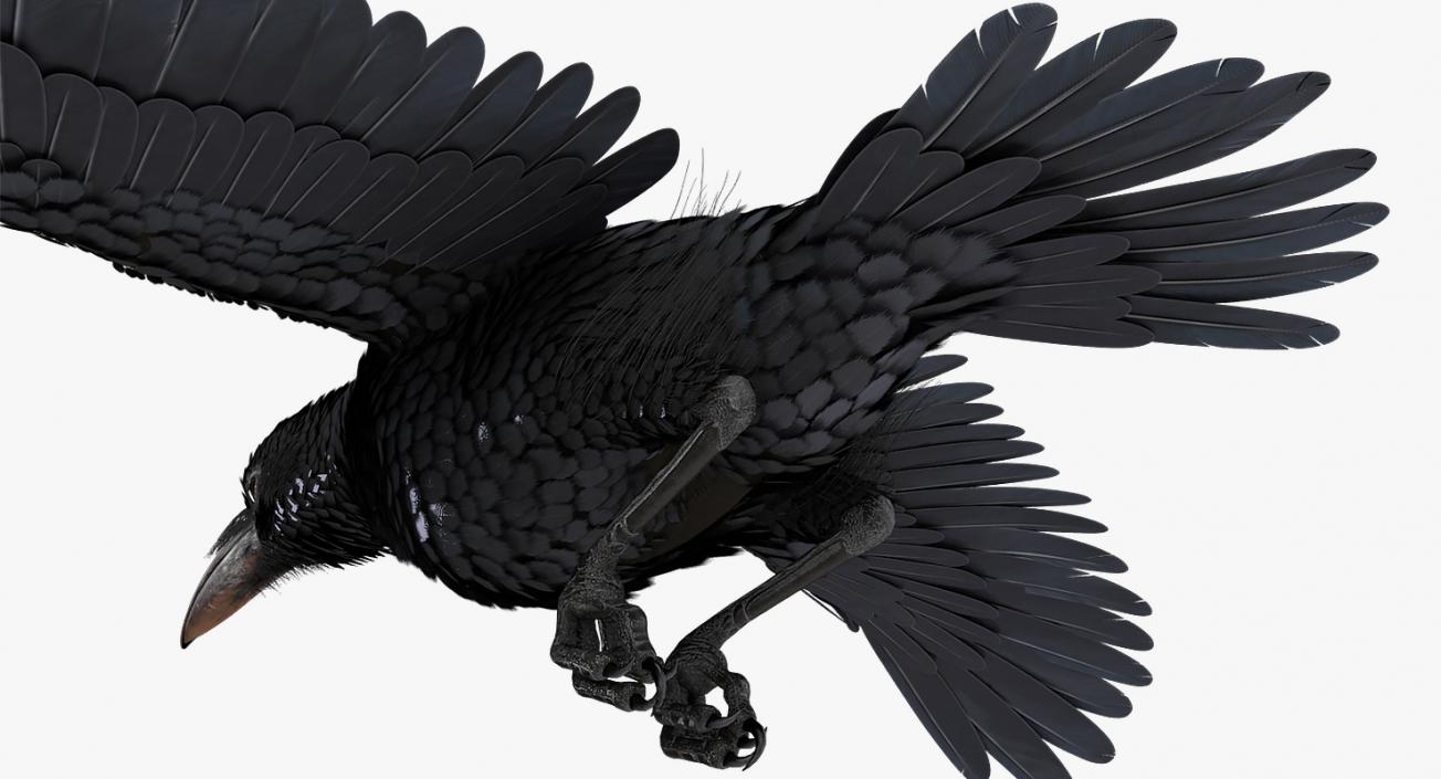 Common Raven Soars Animated Rigged 3D model