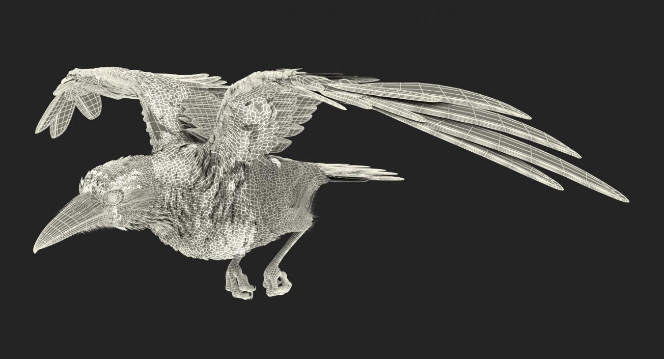 Common Raven Soars Animated Rigged 3D model