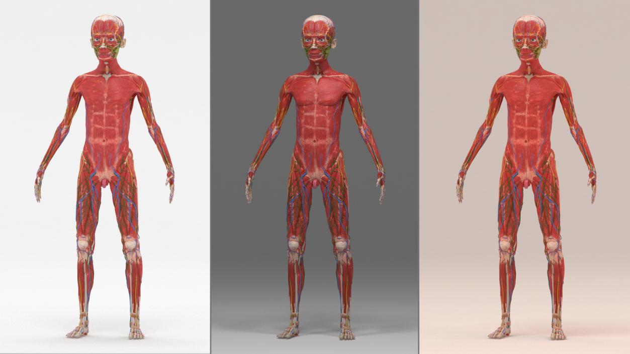 3D Young Man Full Body Anatomy Skinless