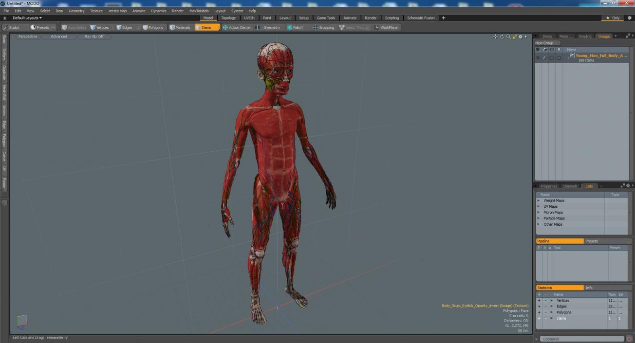 3D Young Man Full Body Anatomy Skinless