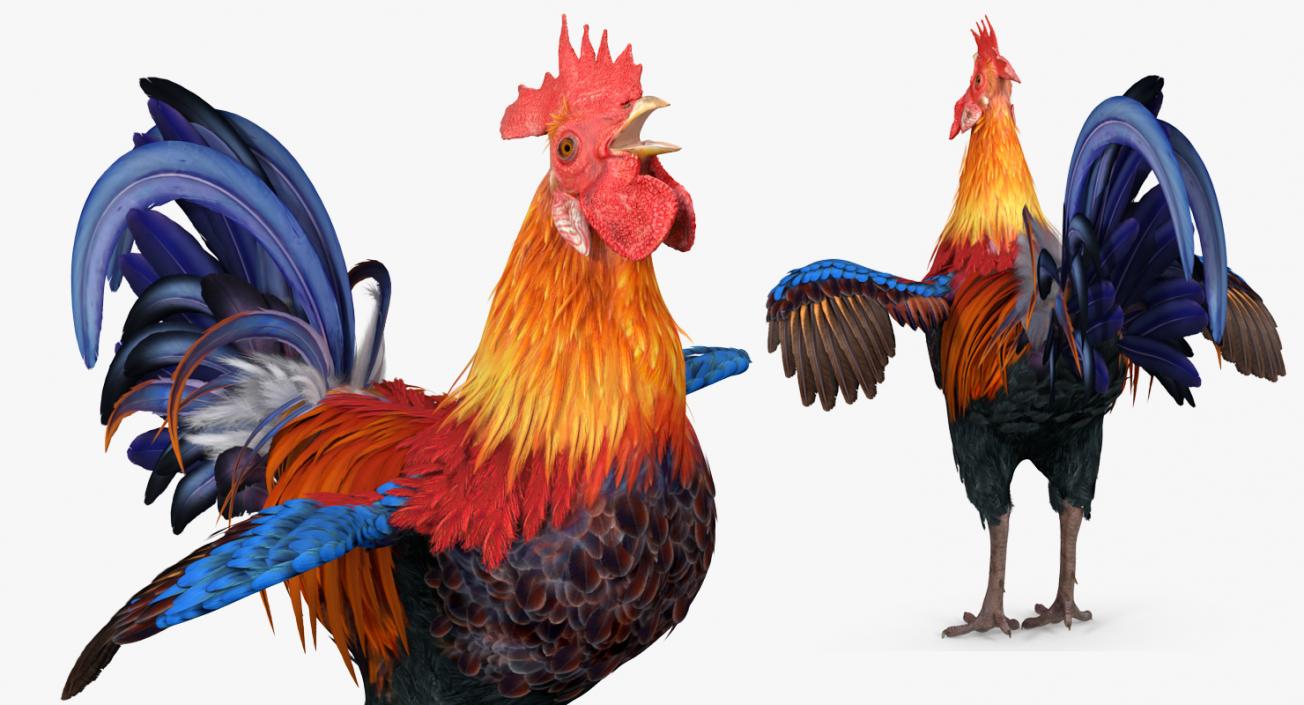 3D model Cock Crows