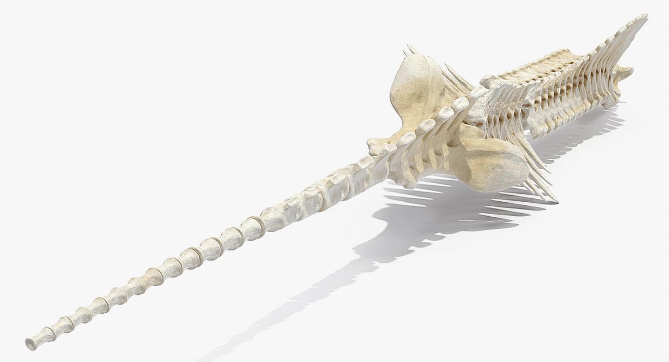 3D Horse Skeleton Rigged