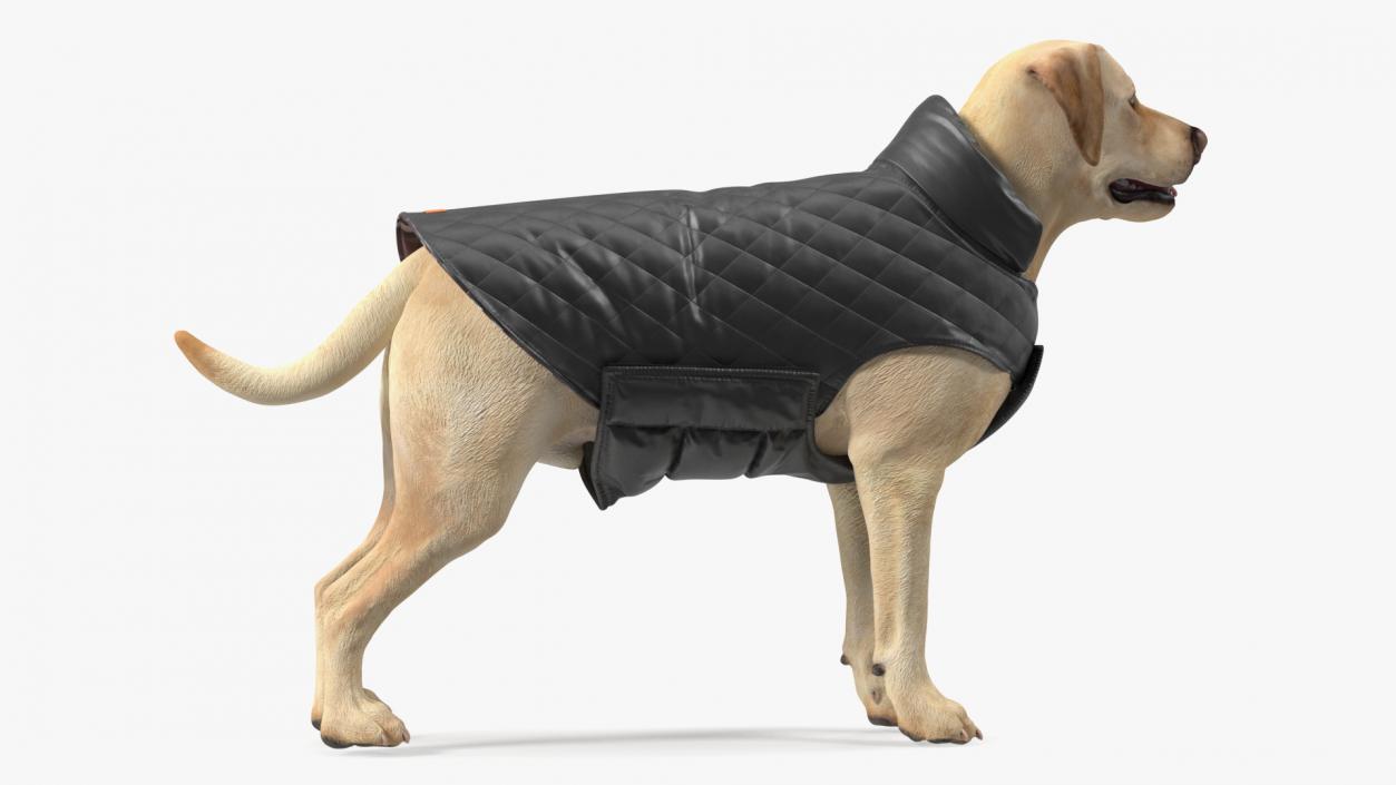 Labrador Wearing Black Coat 3D
