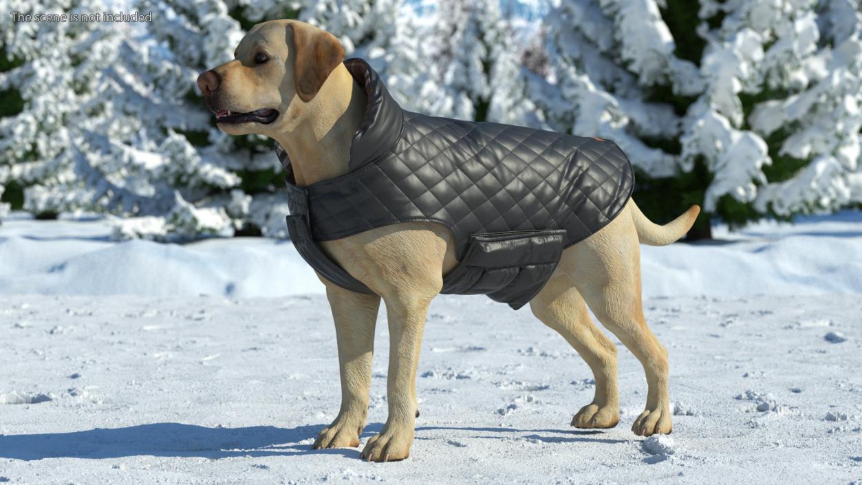 Labrador Wearing Black Coat 3D