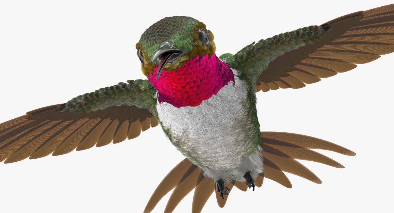3D Broad Tailed Hummingbird Flying Pose