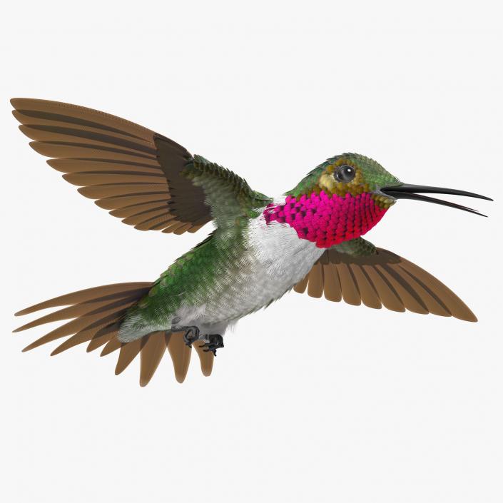 3D Broad Tailed Hummingbird Flying Pose