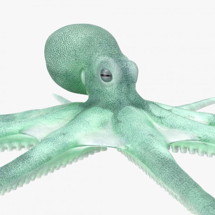 Blue Octopus 3D