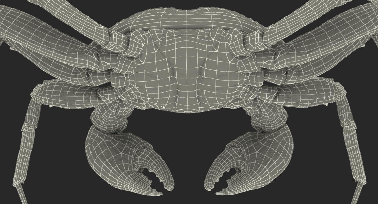 Vampire Crab Geosesarma Rigged with Fur 3D model