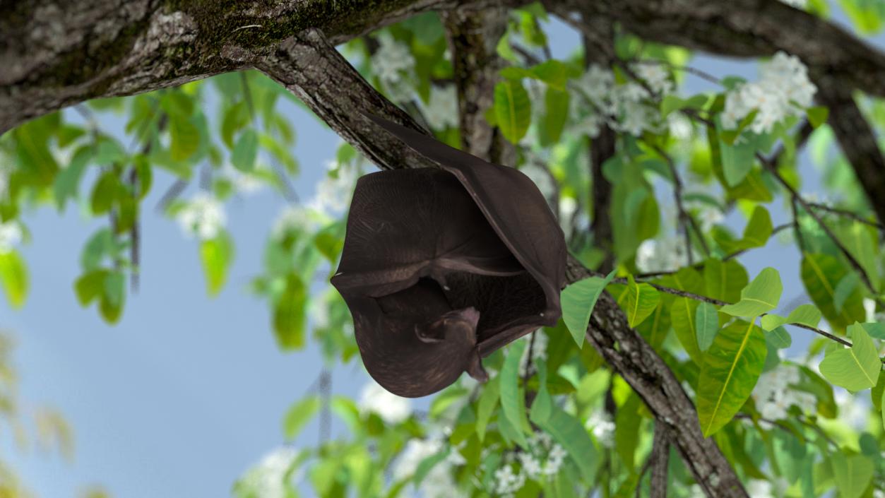 Hanging Black Bat 3D
