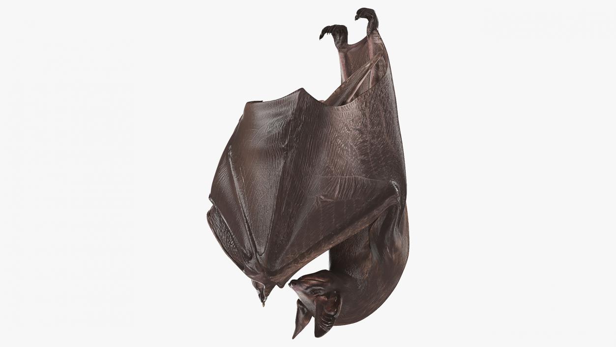 Hanging Black Bat 3D