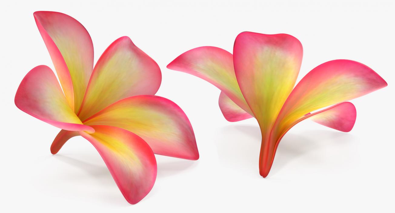 Plumeria Exotic Flower 3D