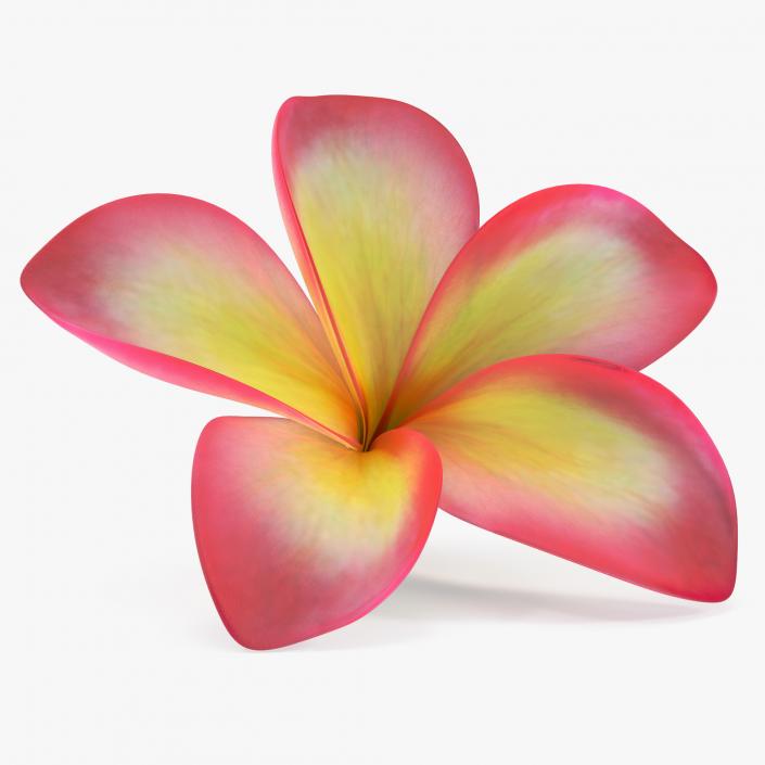 Plumeria Exotic Flower 3D