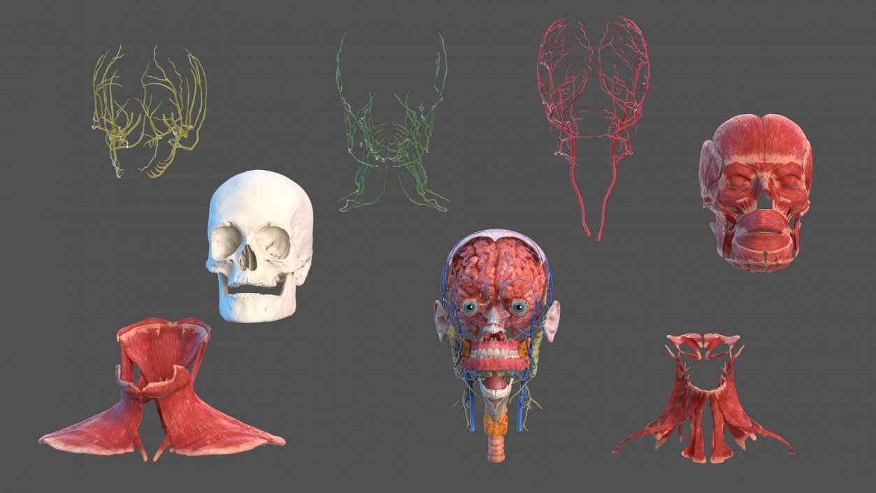 3D Human Head Full Anatomy model