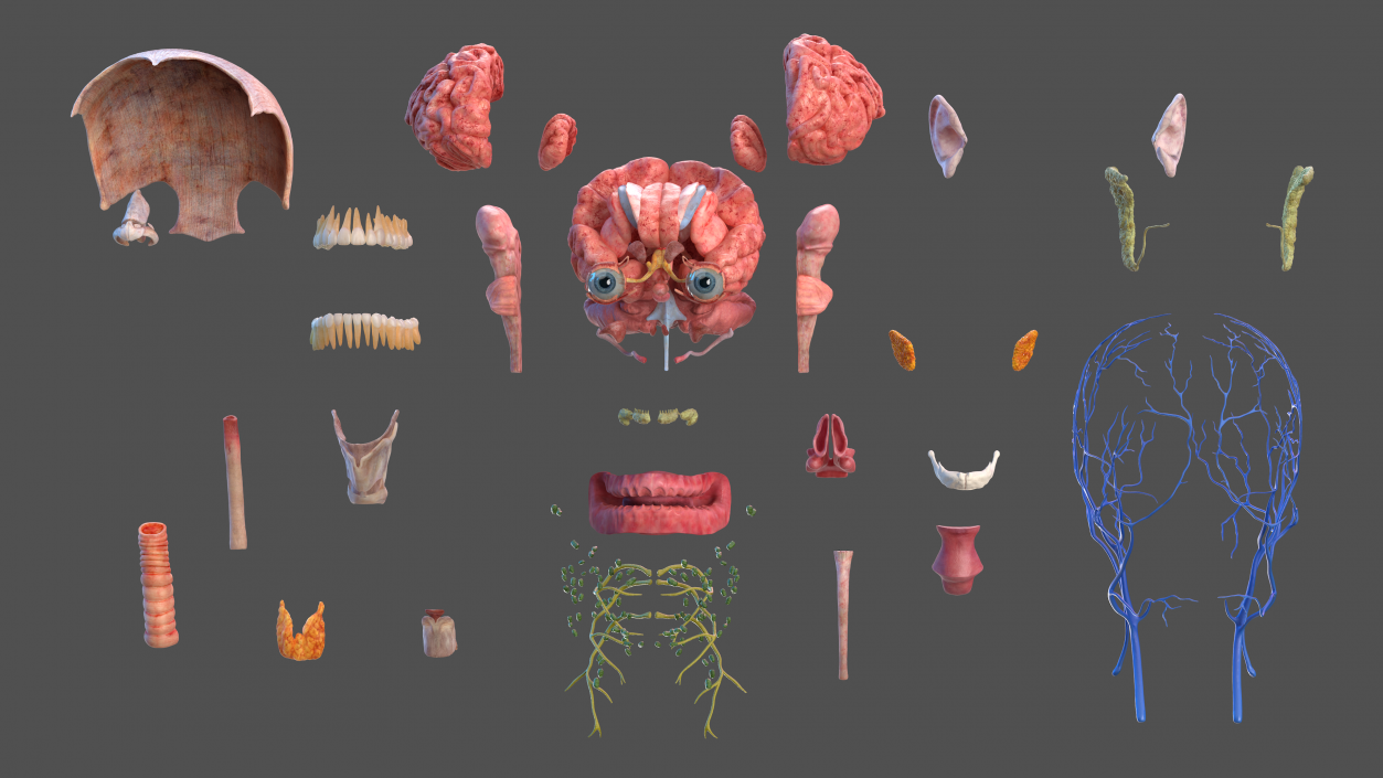 3D Human Head Full Anatomy model