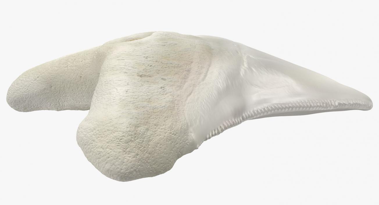 3D Great White Shark Tooth Bone model
