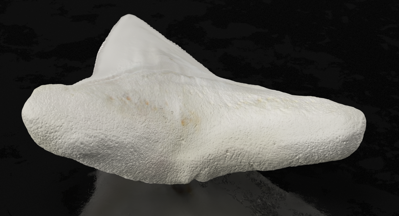 3D Great White Shark Tooth Bone model