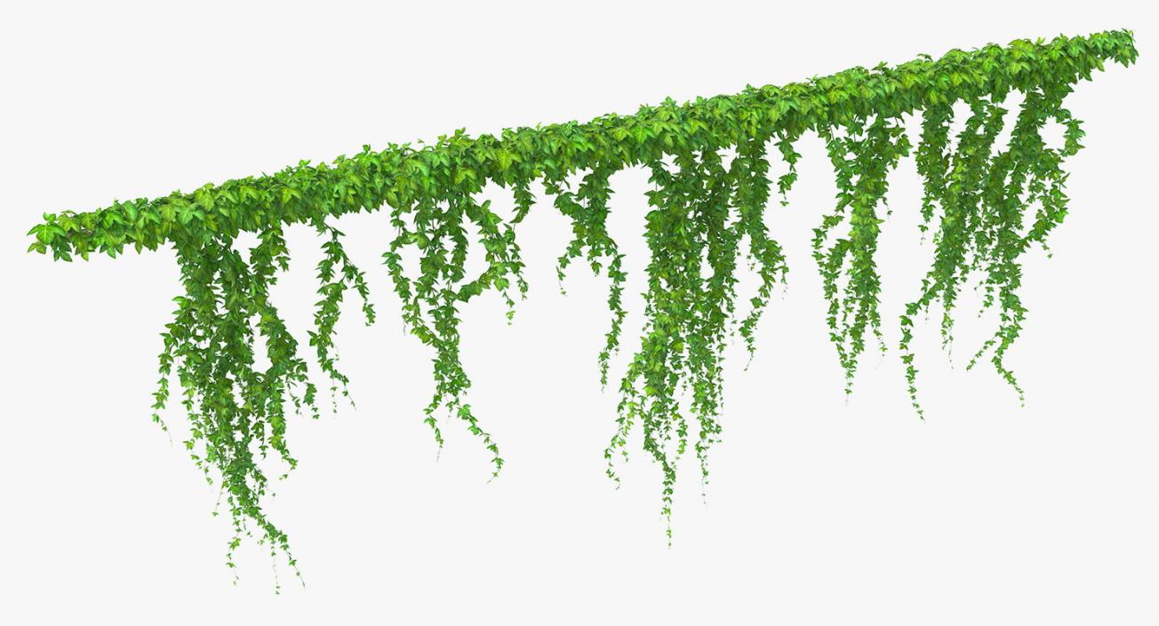 Ivy Branches 3D