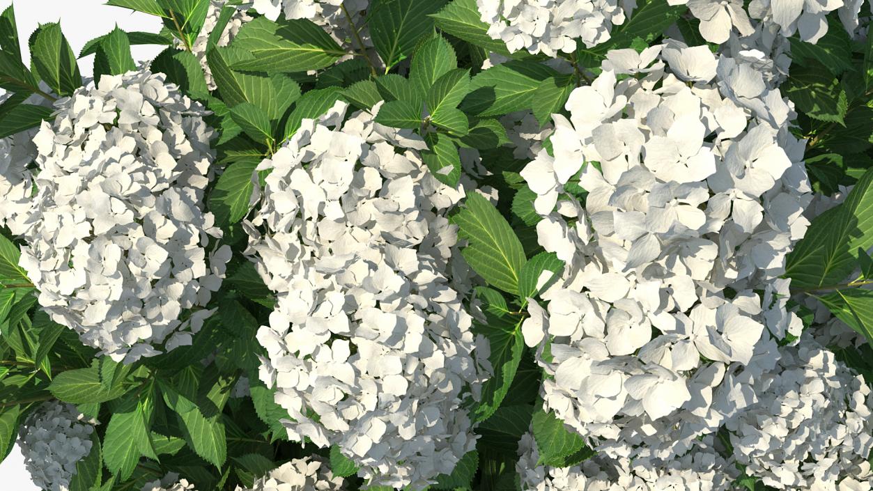 White Hydrangea Macrophylla Bush 3D