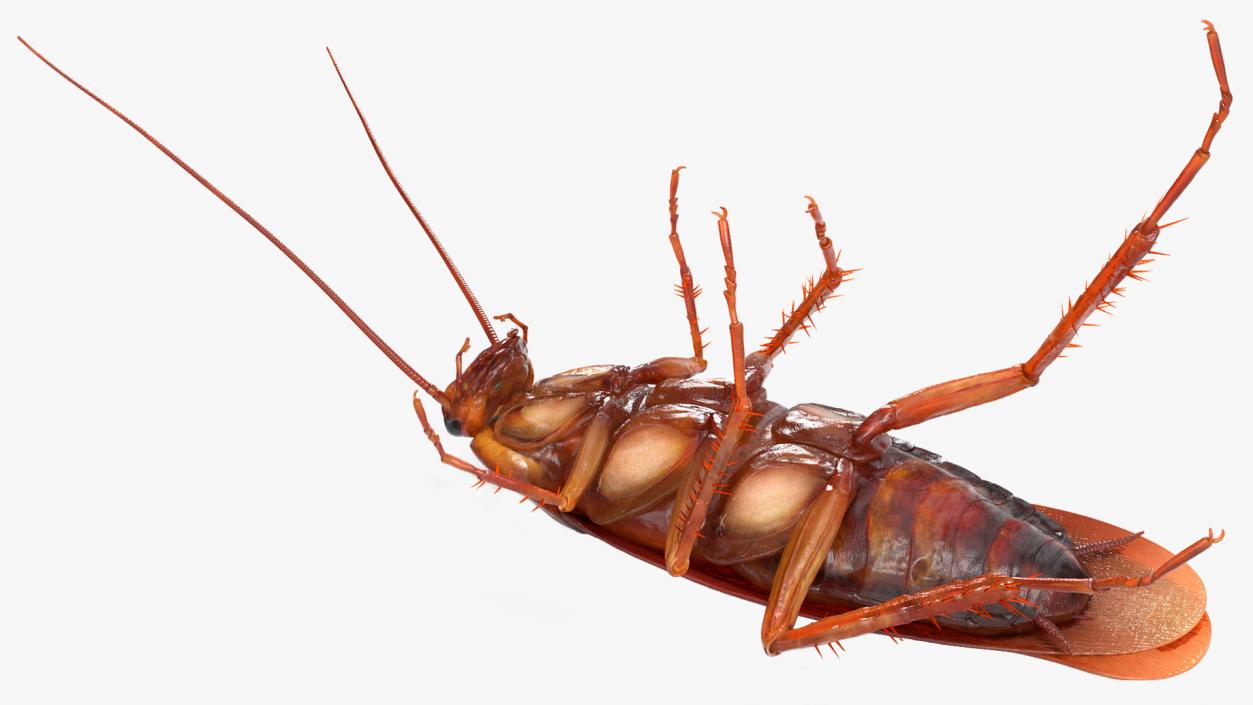 3D Animated Cockroach Upside Down Rigged for Cinema 4D