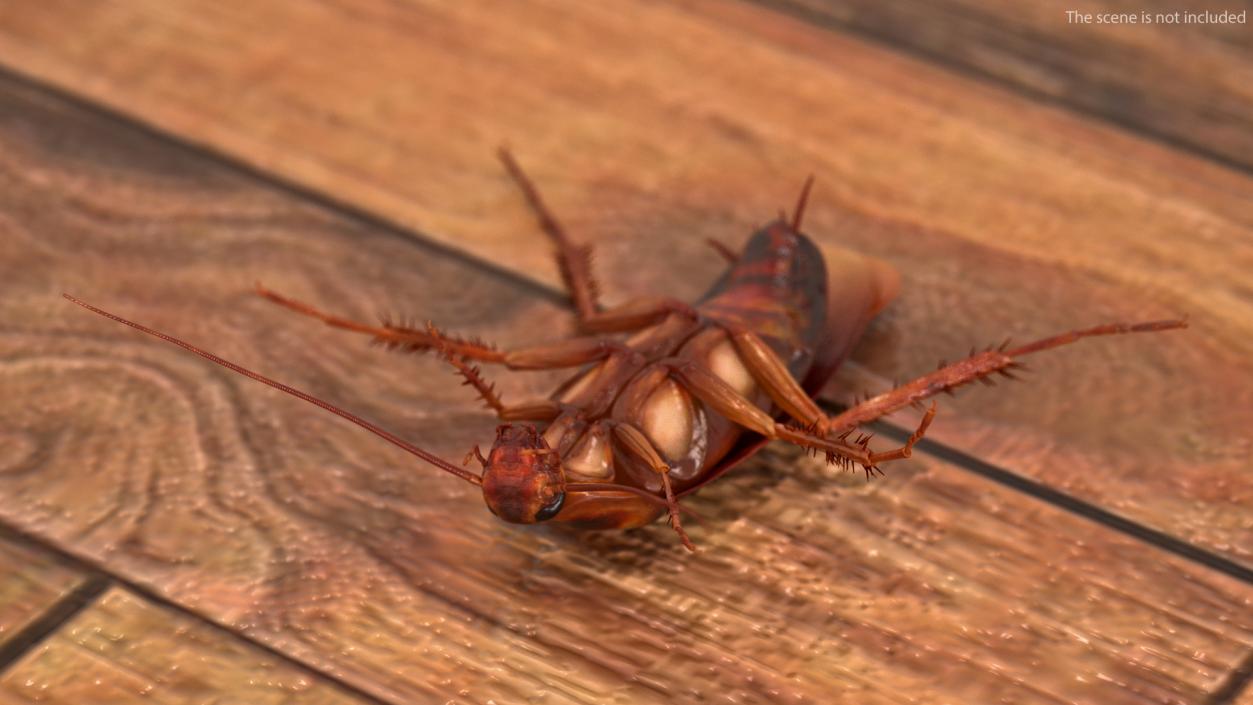 3D Animated Cockroach Upside Down Rigged for Cinema 4D