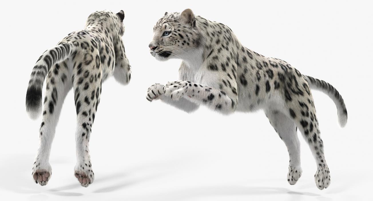 3D Panthera Uncia Jumping Pose with Fur