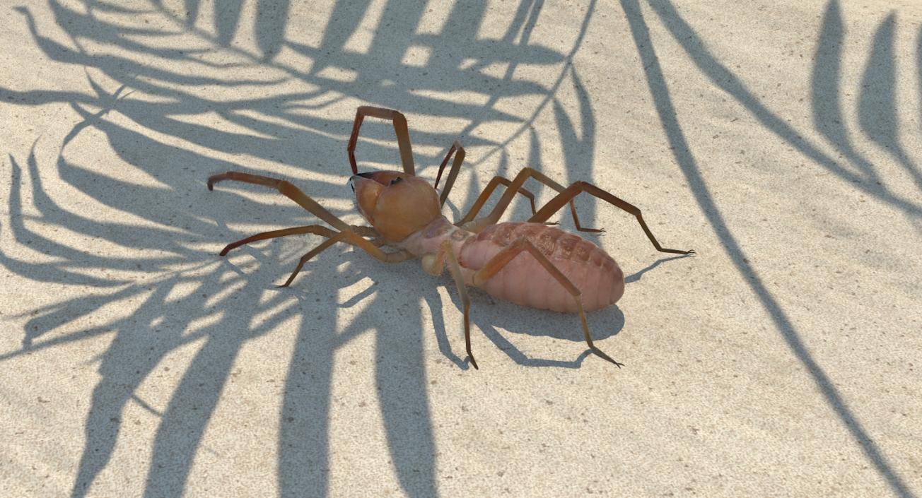 Insects Big Rigged Collection 3D model