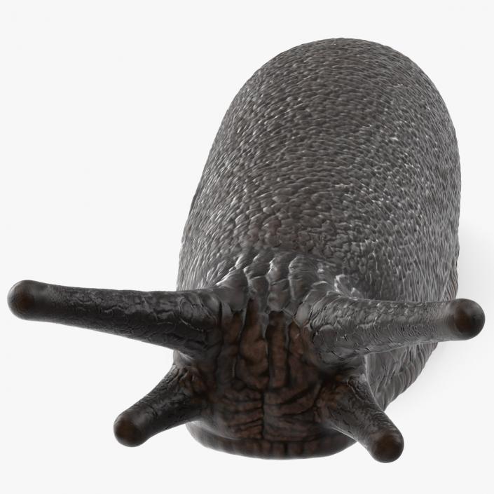 3D Garden Slug Rigged model