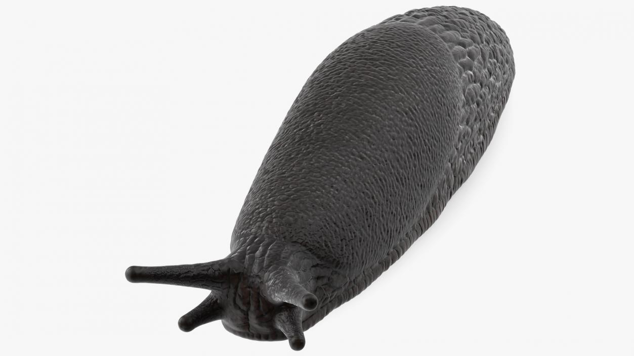 3D Garden Slug Rigged model