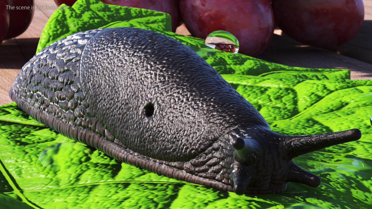 Garden Slug Rigged for Maya 3D