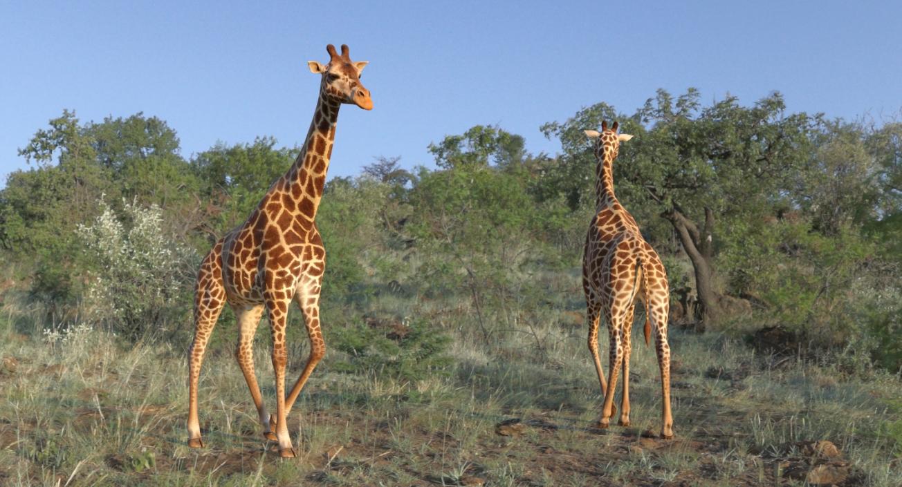 3D African Giraffe Walking Pose model