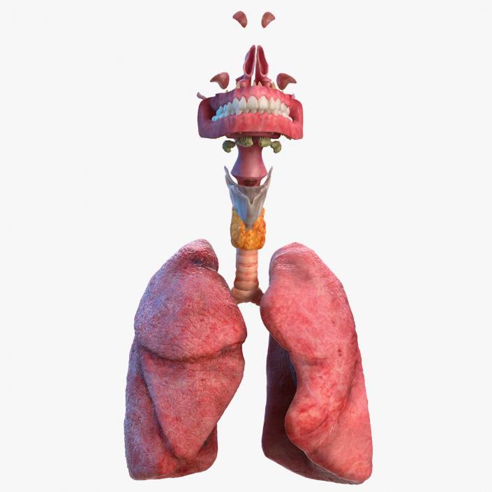 Human Full Respiratory System 3D model