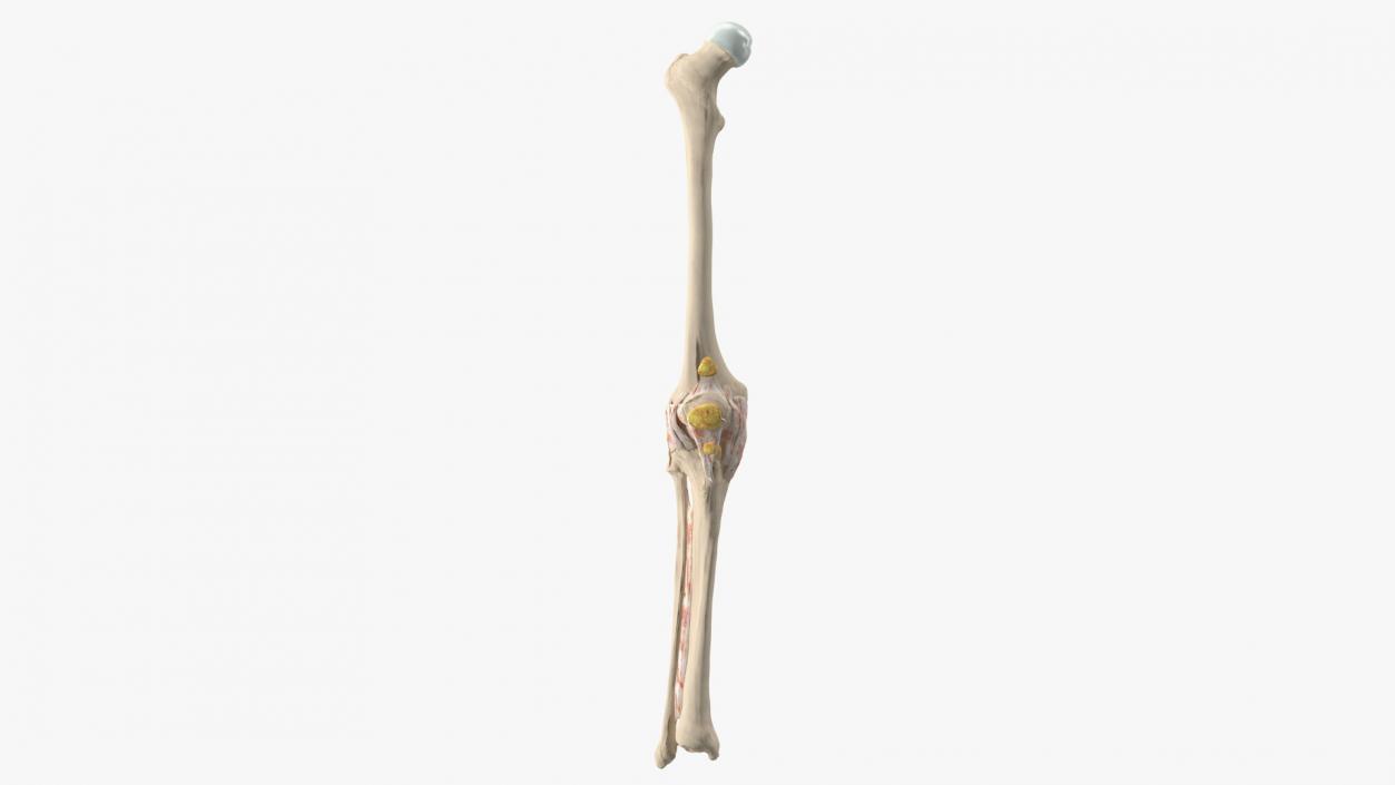 3D Human Knee Bones