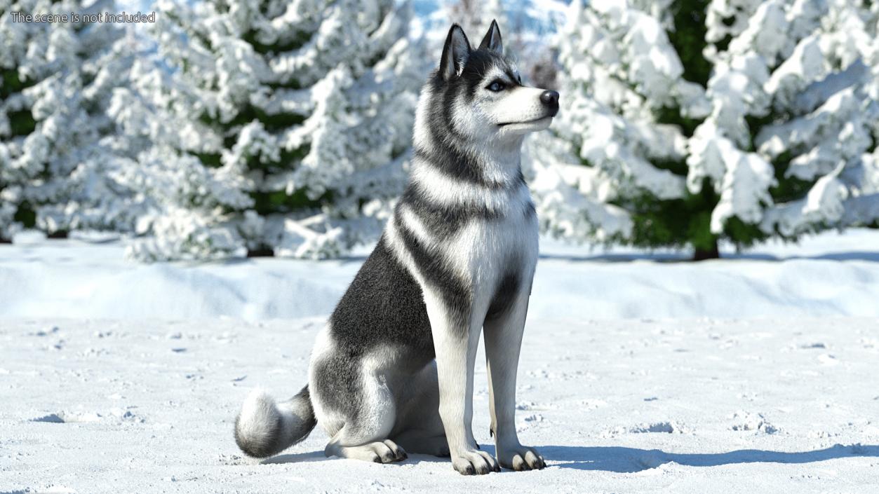 3D Siberian Husky Black and White Fur Rigged