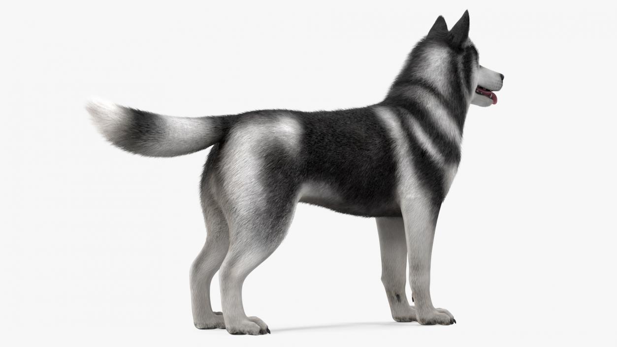 3D Siberian Husky Black and White Fur Rigged
