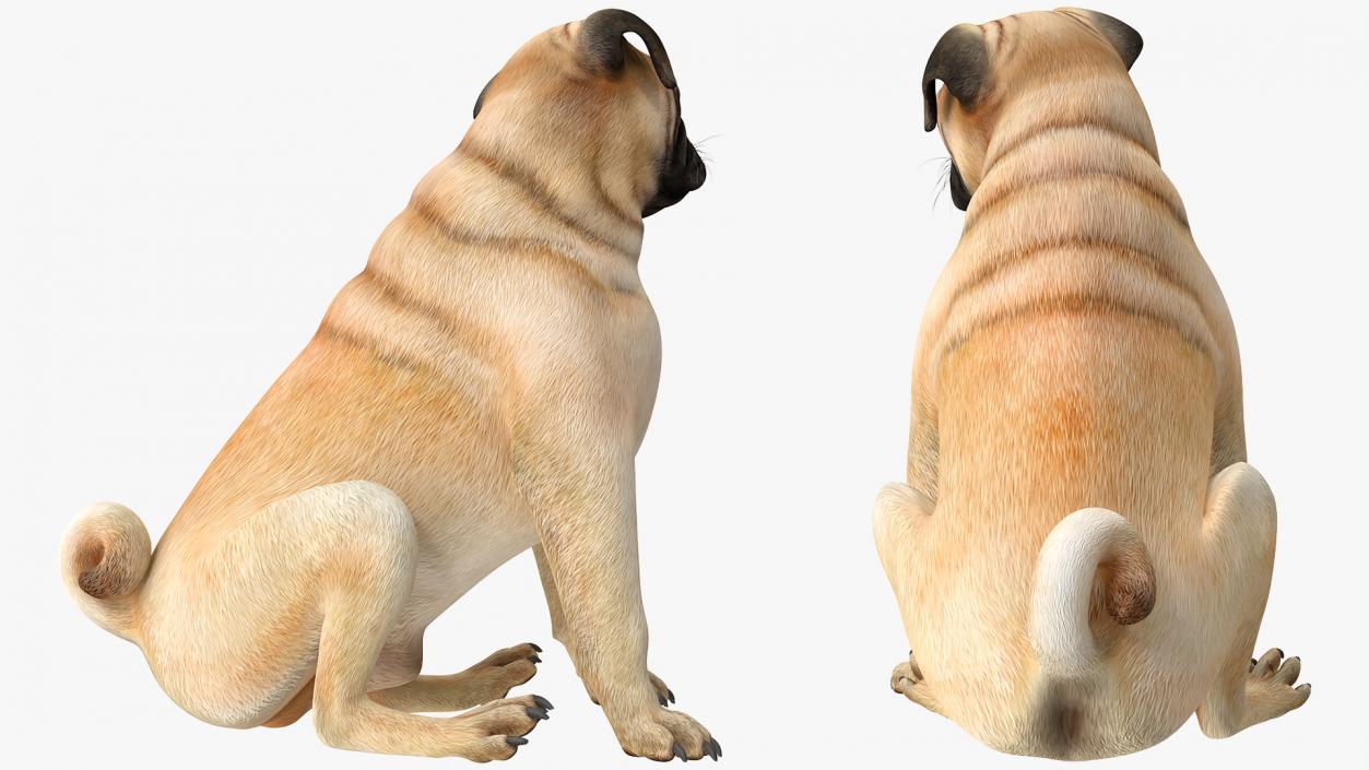 3D model Pug Dog Sitting Pose