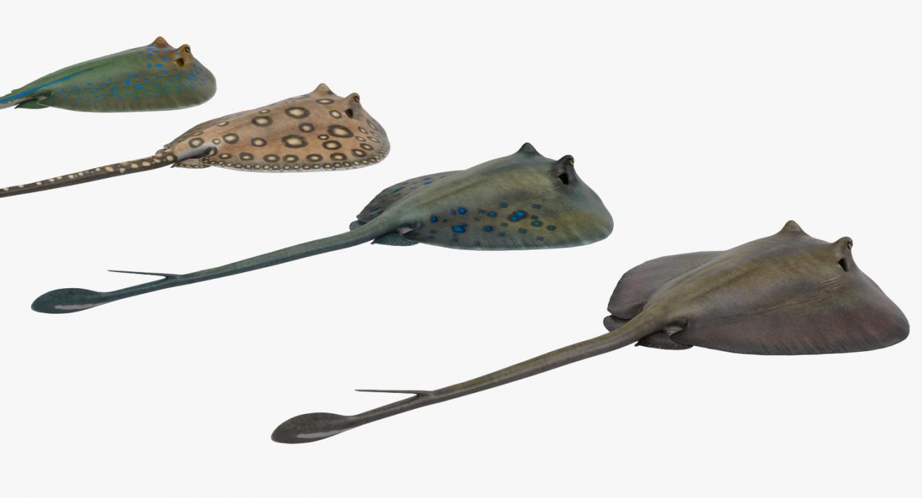 3D Stingray Rigged Collection