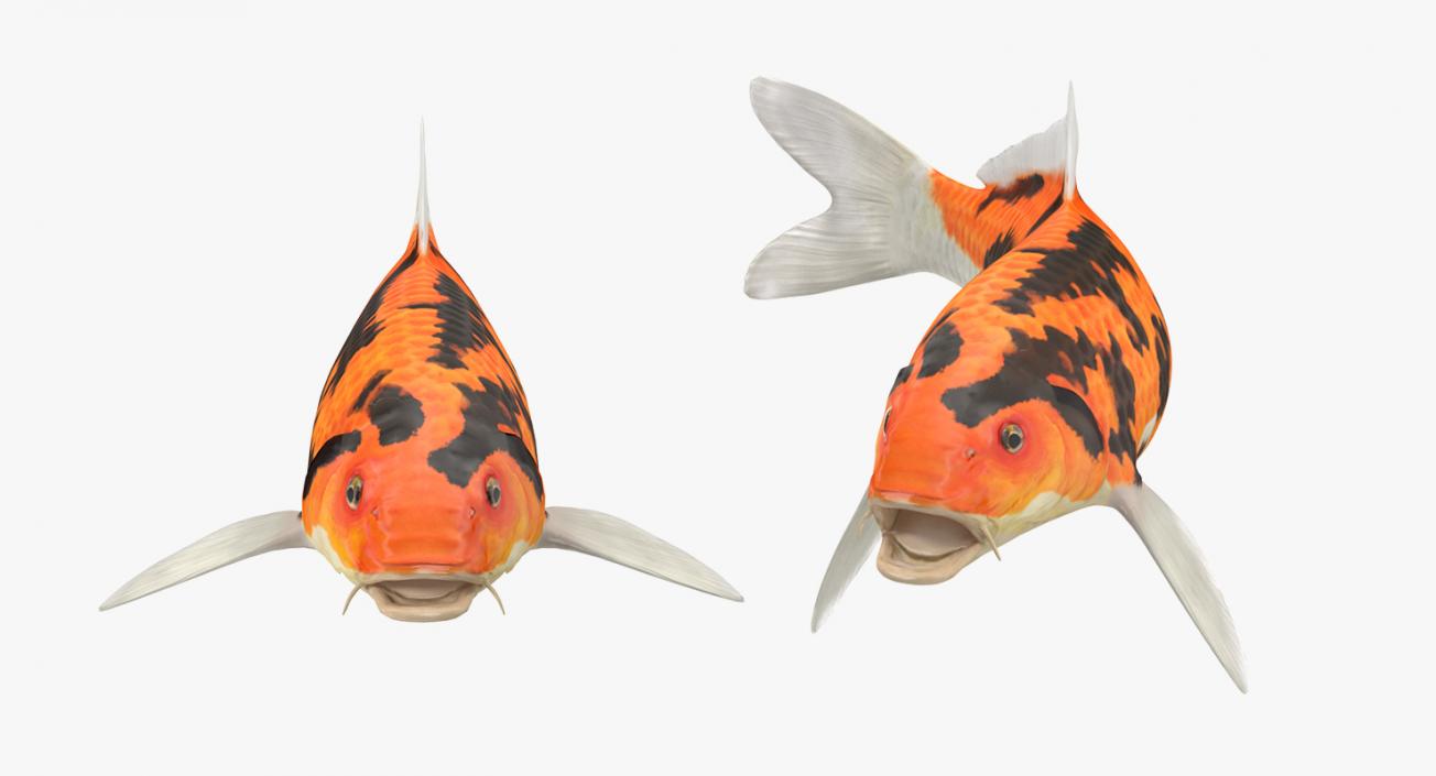 3D model Koi Fish Rigged