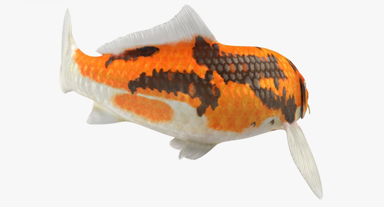 3D model Koi Fish Rigged