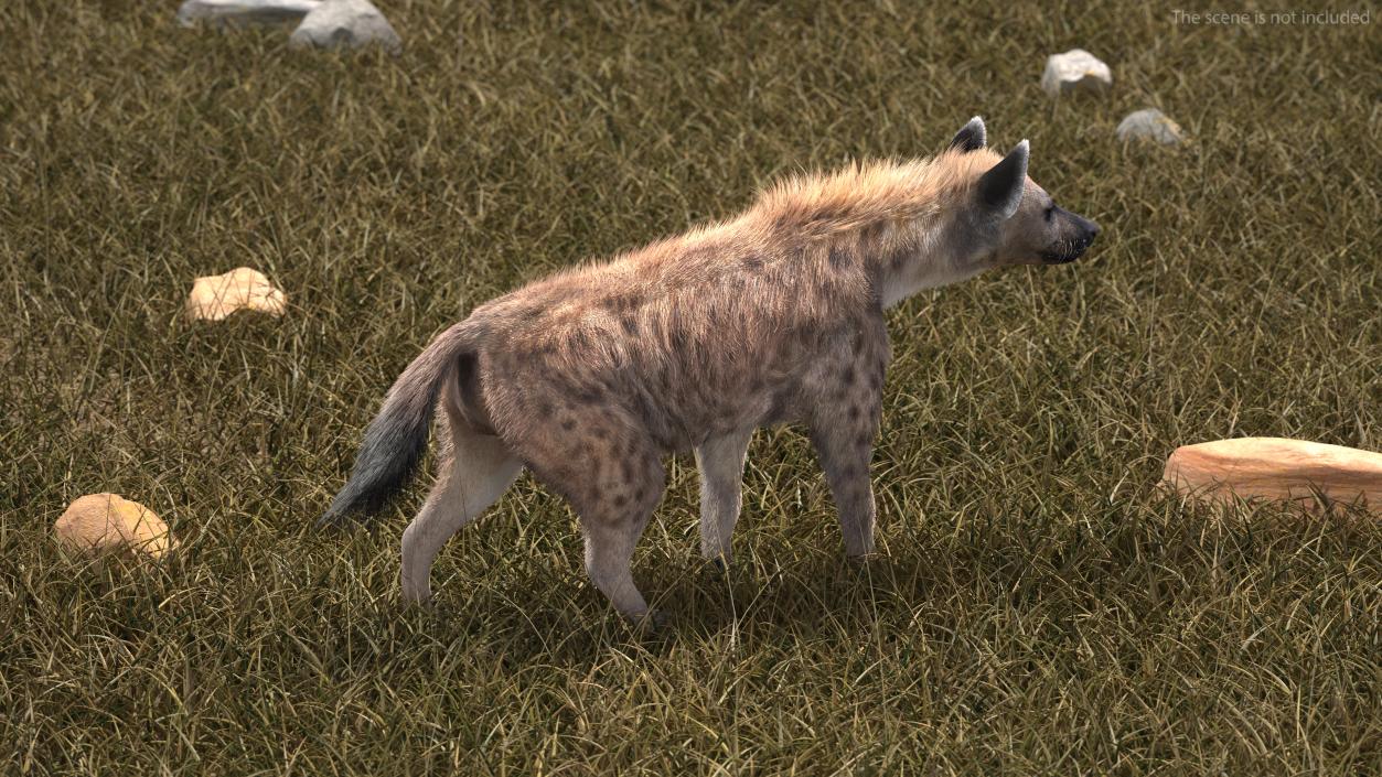 3D Hyena Fur Rigged