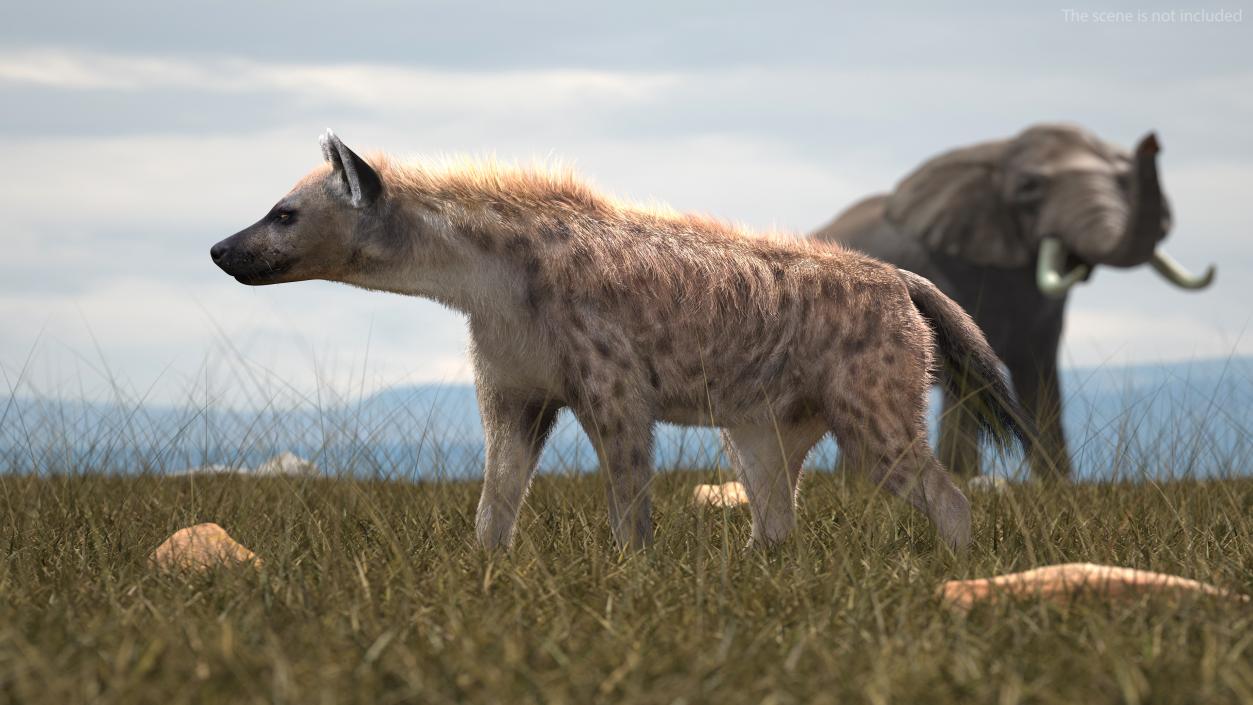 3D Hyena Fur Rigged