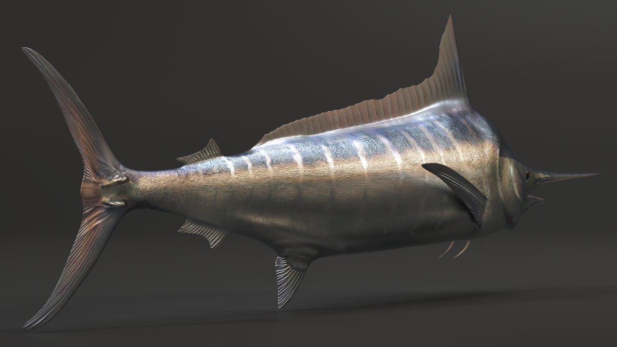 Striped Marlin Fish 3D model