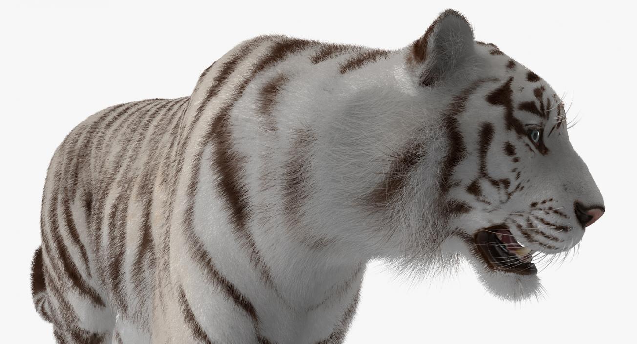 White Tiger Walkig Pose with Fur 3D